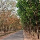 Về việc lựa chọn tổ chức thẩm định giá tài sản - Cao su thanh lý 11,66 ha (2002-2003)
