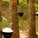 Thông báo lựa chọn tổ chức thẩm định giá tài sản vườn cây thanh lý 17ha tại Suối Kiết, Bình Thuận năm 2025