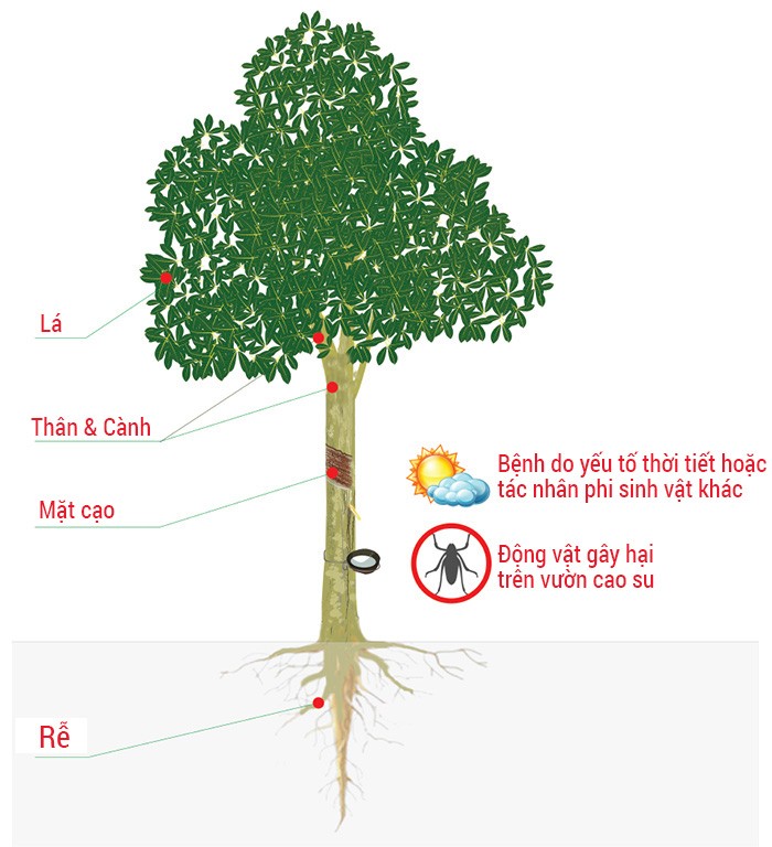 Giới thiệu trang mạng chẩn đoán dịch hại trên cây cao su