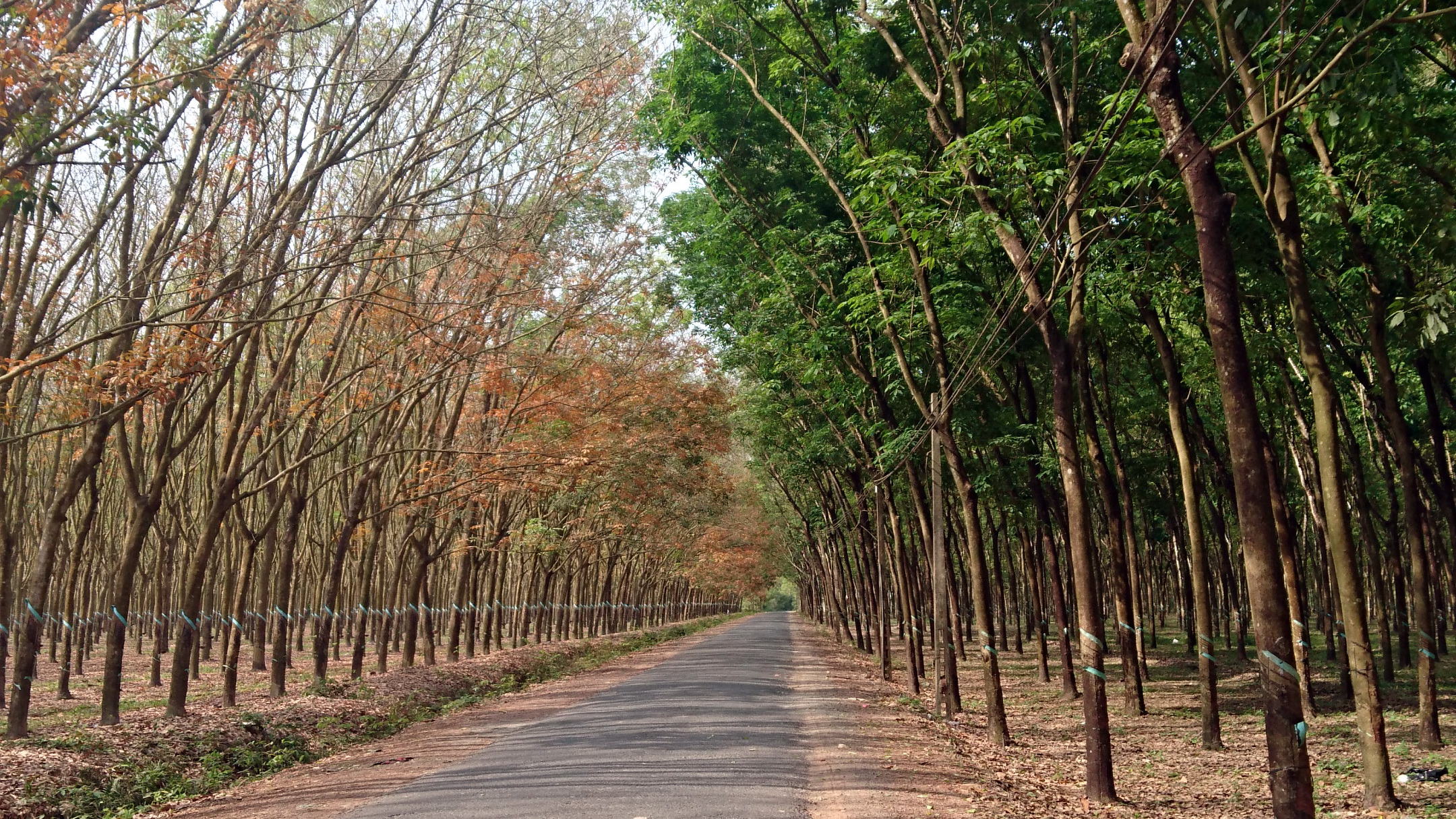 Về việc lựa chọn tổ chức thẩm định giá tài sản - Cao su thanh lý 11,66 ha (2002-2003)